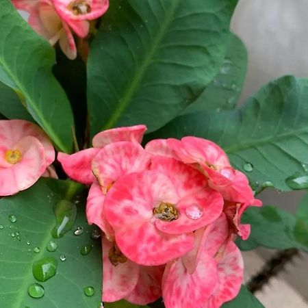 Pousada Vilas Boas Barreirinhas Ngoại thất bức ảnh